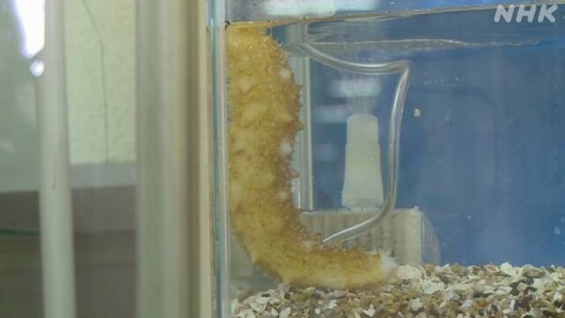 hải sâm màu vàng